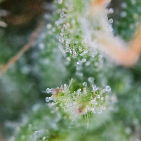 Diesel Auto growlog timeline photo