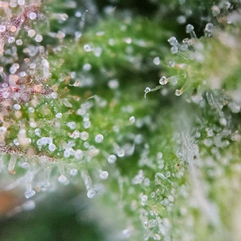 Diesel Auto growlog timeline photo