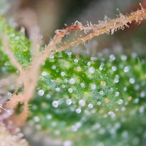 Diesel Auto growlog timeline photo