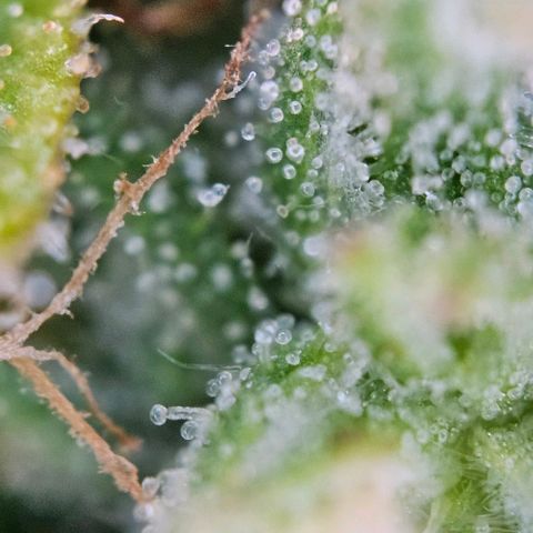 Diesel Auto growlog timeline photo