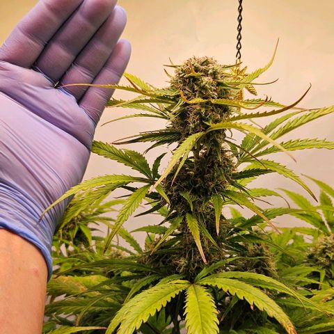 Diesel Auto growlog timeline photo