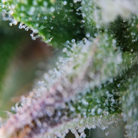 Diesel Auto growlog timeline photo