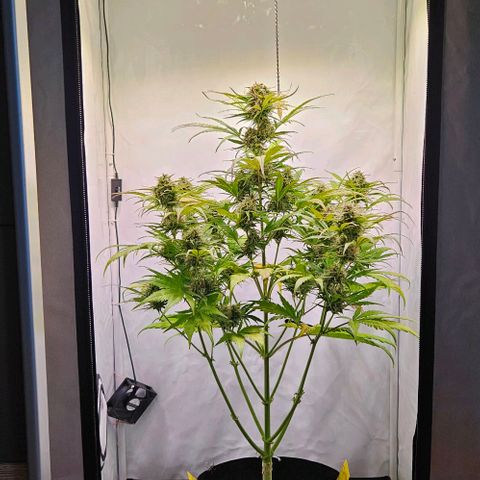 Diesel Auto growlog timeline photo