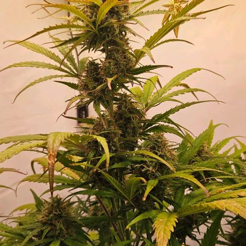 Diesel Auto growlog timeline photo
