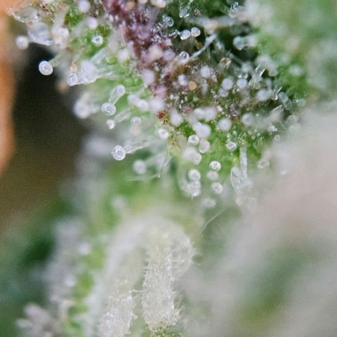 Diesel Auto growlog timeline photo