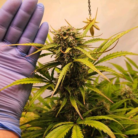 Diesel Auto growlog timeline photo