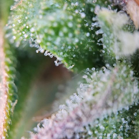 Diesel Auto growlog timeline photo