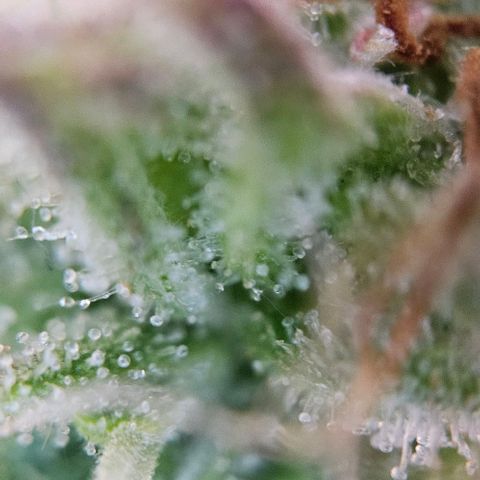 Diesel Auto growlog timeline photo
