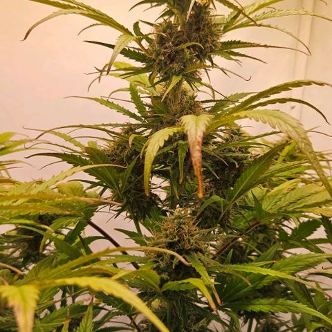 Diesel Auto growlog timeline photo