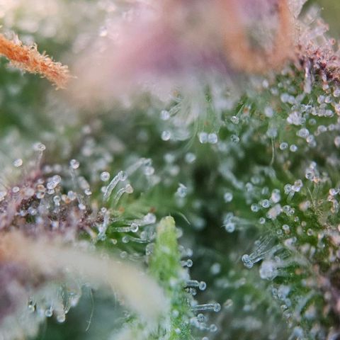 Diesel Auto growlog timeline photo