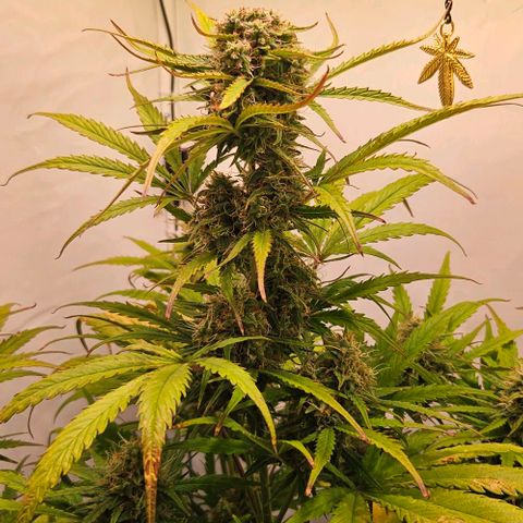 Diesel Auto growlog timeline photo