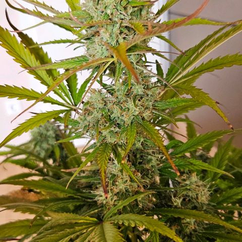 Diesel Auto growlog timeline photo