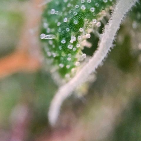 Diesel Auto growlog timeline photo