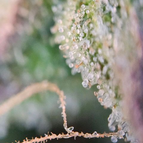 Diesel Auto growlog timeline photo