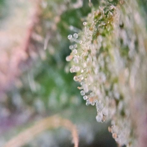 Diesel Auto growlog timeline photo