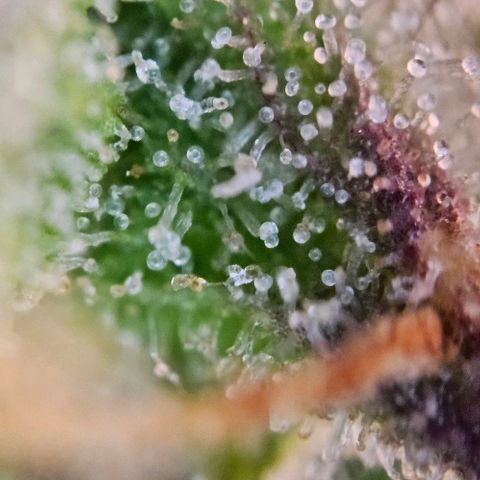 Diesel Auto growlog timeline photo