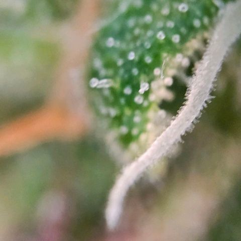 Diesel Auto growlog timeline photo