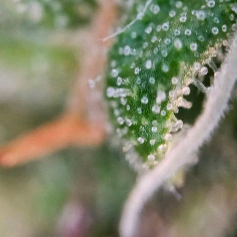 Diesel Auto growlog timeline photo
