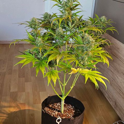 Diesel Auto growlog timeline photo