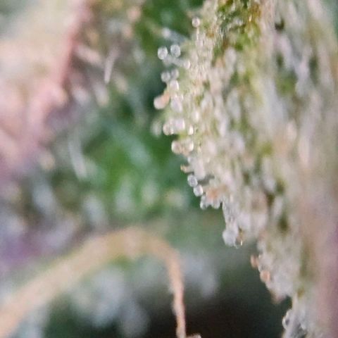 Diesel Auto growlog timeline photo