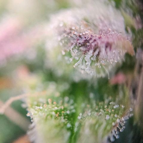 Diesel Auto growlog timeline photo