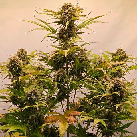 Diesel Auto growlog timeline photo