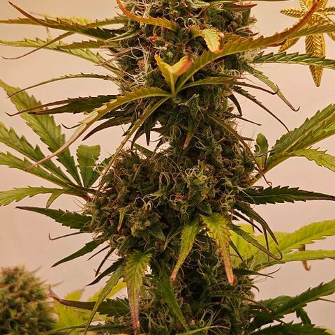 Diesel Auto growlog timeline photo
