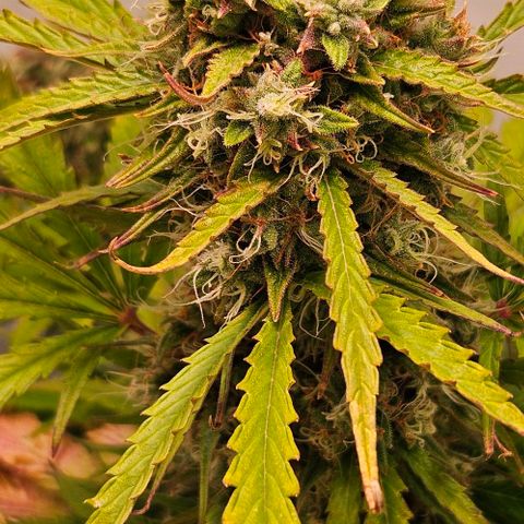 Diesel Auto growlog timeline photo
