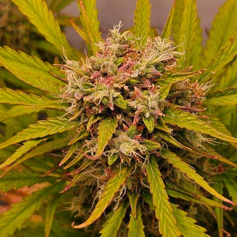 Diesel Auto growlog timeline photo