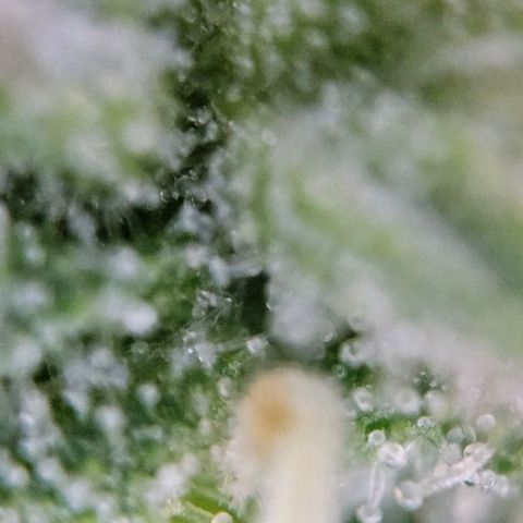 Diesel Auto growlog timeline photo