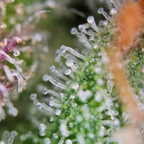 Diesel Auto growlog timeline photo