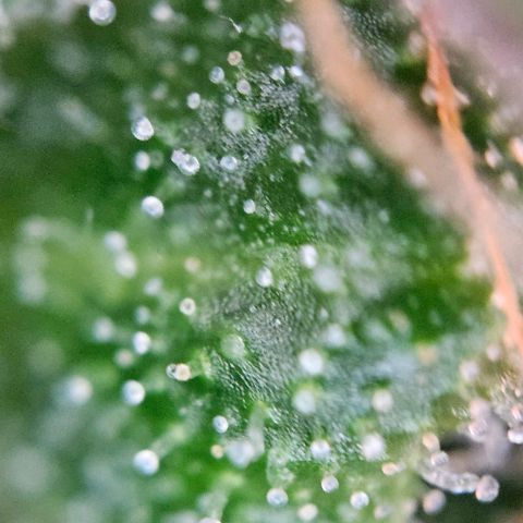 Diesel Auto growlog timeline photo