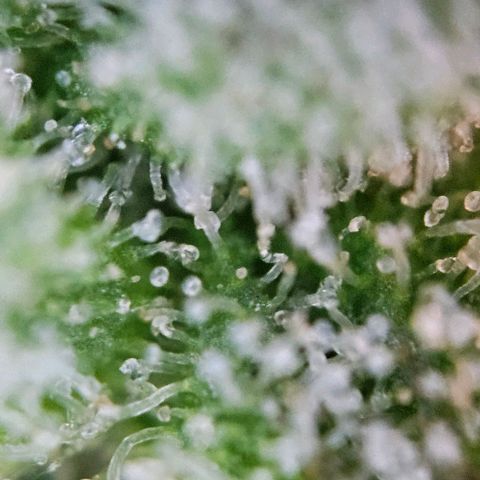 Diesel Auto growlog timeline photo