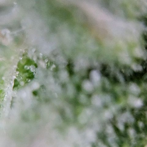 Diesel Auto growlog timeline photo