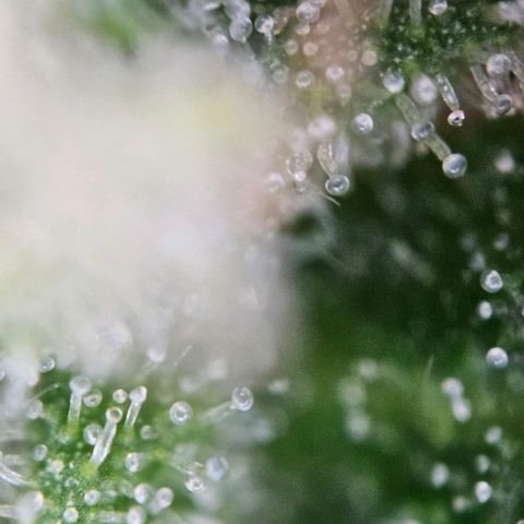Diesel Auto growlog timeline photo