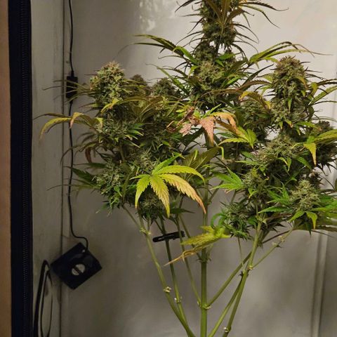 Diesel Auto growlog timeline photo