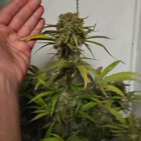 Diesel Auto growlog timeline photo