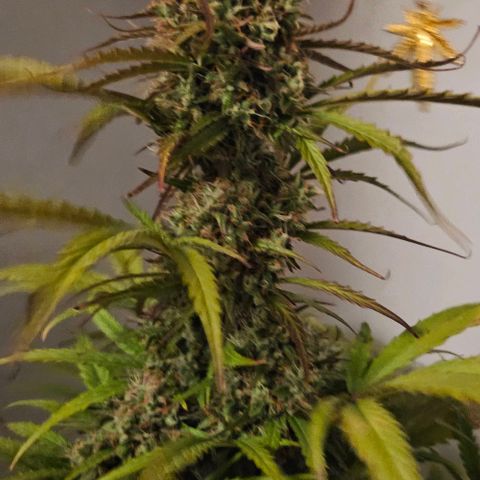 Diesel Auto growlog timeline photo