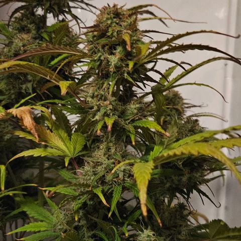 Diesel Auto growlog timeline photo