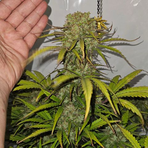 Diesel Auto growlog timeline photo