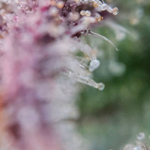 Diesel Auto growlog timeline photo