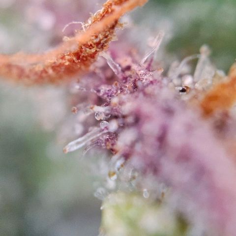 Diesel Auto growlog timeline photo