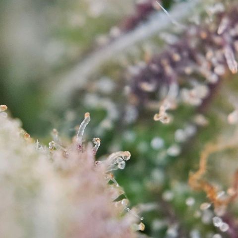 Diesel Auto growlog timeline photo