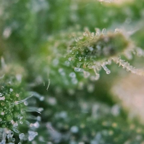 Diesel Auto growlog timeline photo