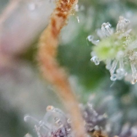 Diesel Auto growlog timeline photo