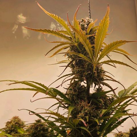 Diesel Auto growlog timeline photo