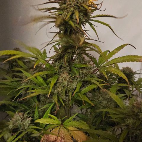 Diesel Auto growlog timeline photo