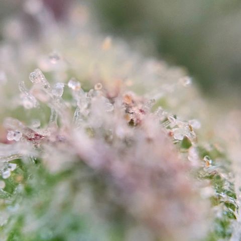 Diesel Auto growlog timeline photo