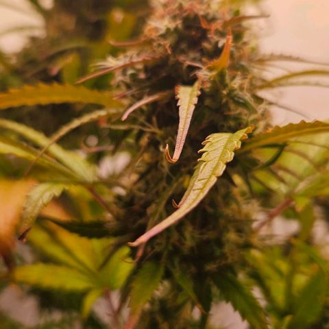 Diesel Auto growlog timeline photo