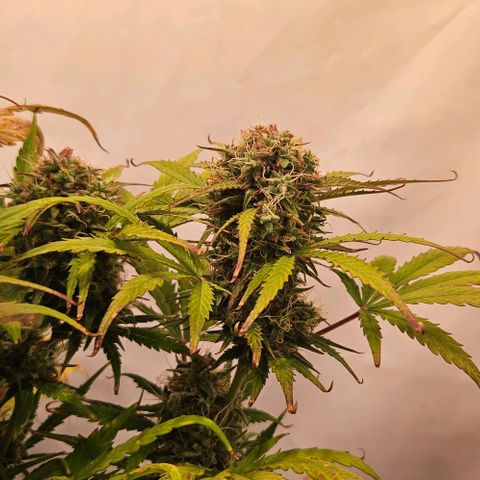 Diesel Auto growlog timeline photo